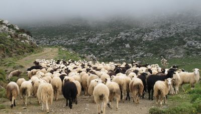 Κρήτη: Αισχροκέρδια με τις τιμές των αρνιών καταγγέλλουν οι κτηνοτρόφοι- Σε δεινή θέση ο κλάδος