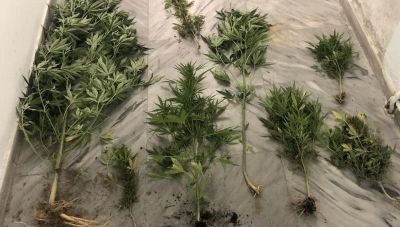 Δήμος Γόρτυνας: Σύλληψη δυο ατόμων με δενδρύλλια και ποσότητα κάνναβης