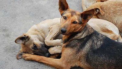 Ηράκλειο: Καταγγελίες για το θάνατο σκύλων από φόλα- Σχηματίζεται δικογραφία εις βάρος 2 ανδρών