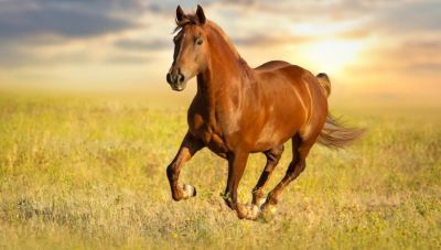 Ναυπακτία: Δίκυκλο συγκρούστηκε με άλογο – Σοβαρά τραυματισμένος 17χρονος και 19χρονη