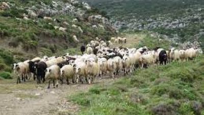 Δήμος Μινώα Πεδιάδας: Ενημέρωση για την υποβολή των κτηνοτροφικών δηλώσεων