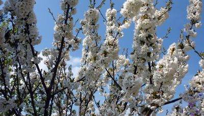 ΜΕΤΕΟ: Το θερμόμετρο σήμερα στην Κρήτη έδειξε άνοιξη-Οι μέγιστες θερμοκρασίες