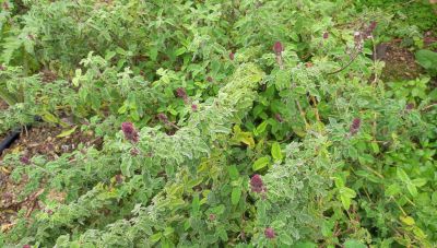 Η φασκομηλιά και τα νόστιμα φασκόμηλα