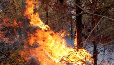 Φωτιά στην Αργολίδα – Επιχειρούν 5 εναέρια μέσα