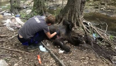 Φλώρινα: Πυροβόλησαν και σκότωσαν 3 αρκούδες-Η μια θήλαζε ακόμα τα μικρά της