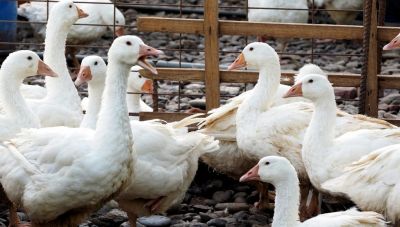 Γρίπη των πτηνών: Η πιο καταστροφική όλων των εποχών στην Ευρώπη 