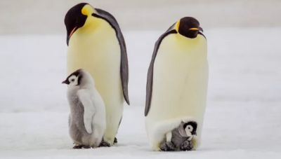 Έρευνα σοκ: Τα 2/3 των ειδών της Ανταρκτικής απειλούνται με εξαφάνιση