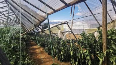Ιεράπετρα: Καταγραφή ζημιών σε φυτικό κεφάλαιο-πάγιες εγκαταστάσεις από κλιμάκια του ΕΛΓΑ