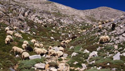 Στο Ευρετήριο Άυλης Πολιτιστικής Κληρονομιάς ο κόσμος του βοσκού και η βοσκική του Ψηλορείτη