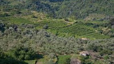 Κρήτη: Ζητείται νέα παράταση για τους Δασικούς Χάρτες- Έγγραφο στο Υπουργείο Περιβάλλοντος