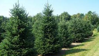 Πρόγραμμα ανακύκλωσης των χριστουγεννιάτικων δέντρων από δήμους