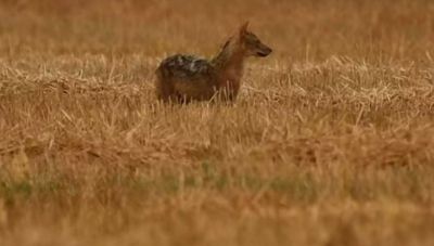 «Χρυσό» τσακάλι εμφανίστηκε στη λίμνη Κάρλα (βίντεο)