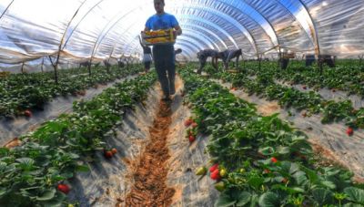Κρήτη: Νέα παρέμβαση από τους αγροτικούς συλλόγους για τους εργάτες γης- Η προειδοποίηση στους Υπουργούς