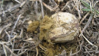 Φουσκίτης, η «τρούφα» της Κρήτης!