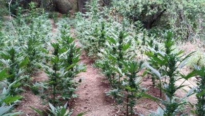 Κρήτη: Η μεγάλη επιχείρηση της ΕΛ.ΑΣ. στο Μυλοπόταμο αποκάλυψε τις χασισοφυτείες