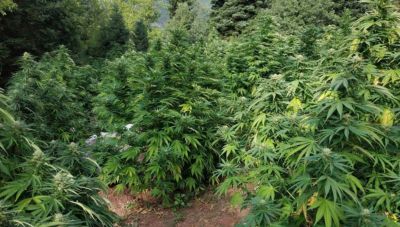 Χανιά: Πλούσια η συγκομιδή της ΕΛΑΣ-Πέντε φυτείες κάνναβης με 2.360 δενδρύλλια και μια σύλληψη