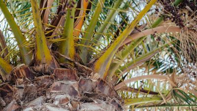 Νέο Ηράκλειο: Άνδρας βρέθηκε αναίσθητος πάνω σε δέντρο