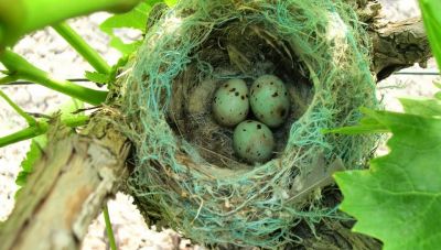 Οι πουλιτσές των παιδικών μας χρόνων