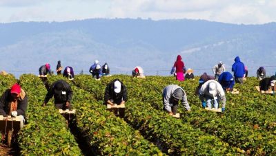 ΣΥΡΙΖΑ: Τεράστιο πρόβλημα η έλλειψη εργατών γης στην Ιεράπετρα