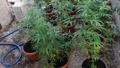 Άγιος Νικόλαος: Του πέρασαν χειροπέδες για καλλιέργεια δενδρυλλίων κάνναβης