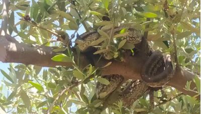 Μεσσηνία: Αγρότης σήκωσε το κεφάλι του και είδε πάνω στην ελιά τα φίδια