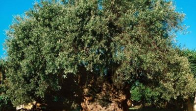 Κοπή Κότινου από την Μνημειακή Ελιά των Βουβών για τον 6ο Μαραθώνιο Κρήτης