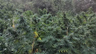 Κρήτη Βρήκαν τον καλλιεργητή φυτείας κάνναβης στον Μυλοπόταμο- Σχηματισμός δικογραφίας