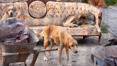 Οι Δήμαρχοι ζητάνε κονδύλια για τα δημοτικά κυνοκομεία