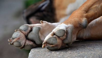 Μεσαρά: Δεν είχε διαθέσιμο ΙΧ ο Δήμος και μετέφεραν δηλητηριασμένα σκυλιά στο Κτηνιατρικό Εργαστήριο, με το περιπολικό!