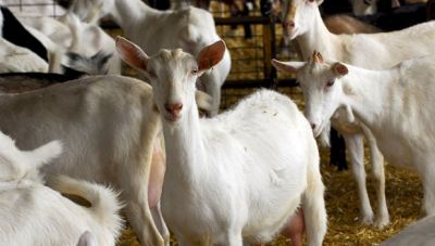 Δήμος Σητείας: Δηλώσεις απώλειας ζώων στον ΕΛΓΑ