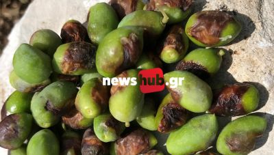  Ηράκλειο: Ολοκληρώνονται οι ψεκασμοί δακοκτονίας-Πότε μπορεί να ξεκινήσει η συγκομιδή (πίνακες)