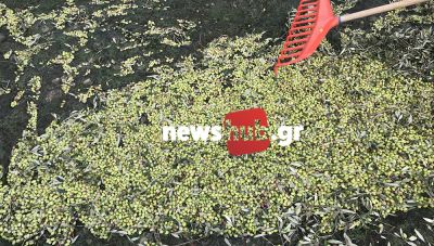 Λάδωσαν τα πρώτα ελαιουργεία στην Κρήτη-Δίνουν μέχρι και 5 ευρώ για αγουρέλαιο