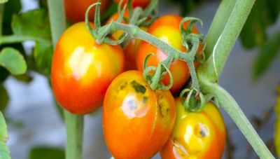 Ντομάτα: Εντοπίστηκε ο ιός της καστανής ρυτίδωσης σε υπαίθριες καλλιέργειες