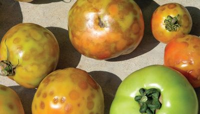 Ο Ενιαίος Αγροτικός Σύλλογος Ιεράπετρας για την Καστάνη ρυτίδωση σε τομάτες και πιπεριές