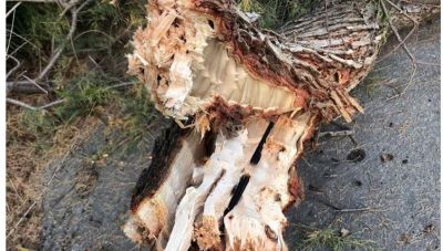 Χανιά: Οικογένεια σώθηκε στο παρά πέντε από δέντρο που έσπασε και έπεσε στο ΒΟΑΚ