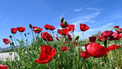 Με καλοκαιρία θα γιορτάσουμε την Ανάσταση-Η εικόνα του καιρού μέχρι τη Δευτέρα του Πάσχα
