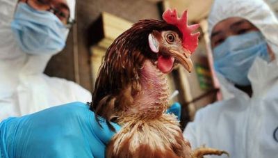 Γρίπη των πτηνών: Συναγερμός μετά το θάνατο 11χρονης στην Καμπότζη-Ενδείξεις μετάλλαξη του ιού