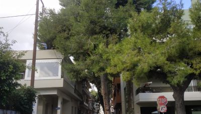 Ηράκλειο: «Θύελλα» για τα δέντρα του Μασταμπά- Κάτοικοι και Aντιπολίτευση ζητούν ανάκληση απόφασης του ΔΣ