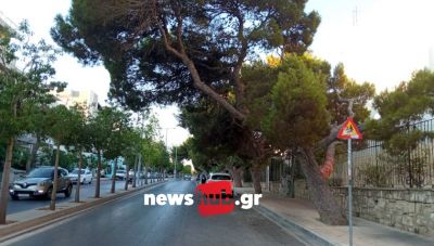 Ηράκλειο: Τα δέντρα ξανά στο προσκήνιο μετά το νέο ατύχημα στην πόλη