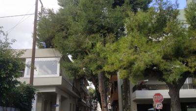 Αντιπολίτευση: Ζητά την ανάκληση της απόφασης για την κοπή των δέντρων