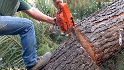 Ηράκλειο: Αντιδράσεις για την κοπή του δέντρου στην Παλαιοκάπα