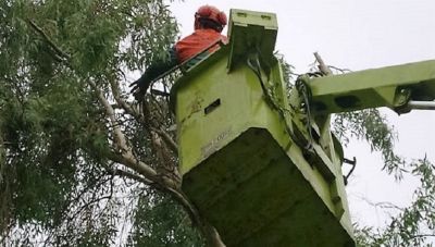 Ηράκλειο: Απομάκρυνση κι άλλων δέντρων από την Υπηρεσία Πρασίνου