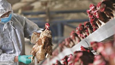 Τσεχία: Έξαρση της γρίπης των πτηνών-Οι αρχές ετοιμάζονται να θανατώσουν 220.000 κοτόπουλα