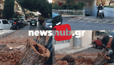 Ηράκλειο: Τα δέντρα (ξανα)δίχασαν το Δημοτικό Συμβούλιο- Παρέμβαση κατοίκων του Μασταμπά