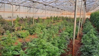 Κρήτη: Τεράστια αστυνομική επιχείρηση  - Συλλήψεις για καλλιέργεια και διακίνηση ναρκωτικών