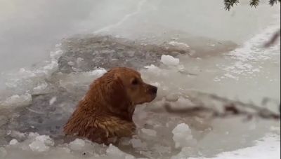 Οικογένεια έσωσε άτυχο ζώο που είχε πέσει σε παγωμένη λίμνη