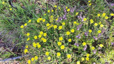 O ταπεινός Αγούδουρας και η λαογραφία του