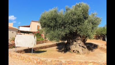 Κοπή κότινου από την Μνημειακή Ελιά των Βουβών για τον 7ο Μαραθώνιο Κρήτης