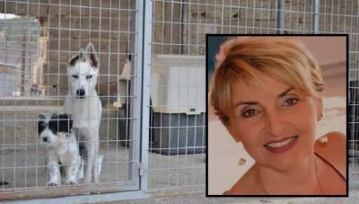 Δ. Συγγελάκη στο newshub.gr: «Στόχος η επέκταση του κυνοκομείου, η εξωστρέφεια του και η αύξηση των υιοθεσιών σκύλων»