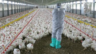 Γρίπη των πτηνών: Κρούσμα στην Κίνα-Φόβος μετάδοσης από άνθρωπο σε άνθρωπο